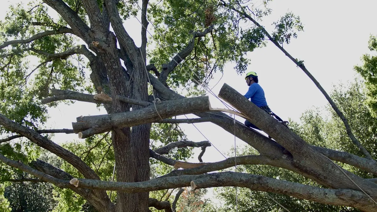 Professional Crown Thinning performed by certified arborists in Falcon